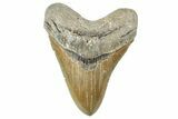 Serrated, Fossil Megalodon Tooth - North Carolina #365009-1